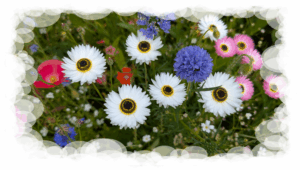Sommerblumen